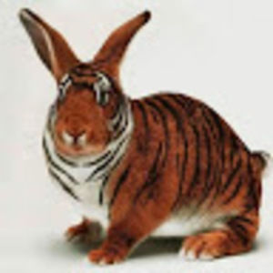 Meet your Posher, Manny